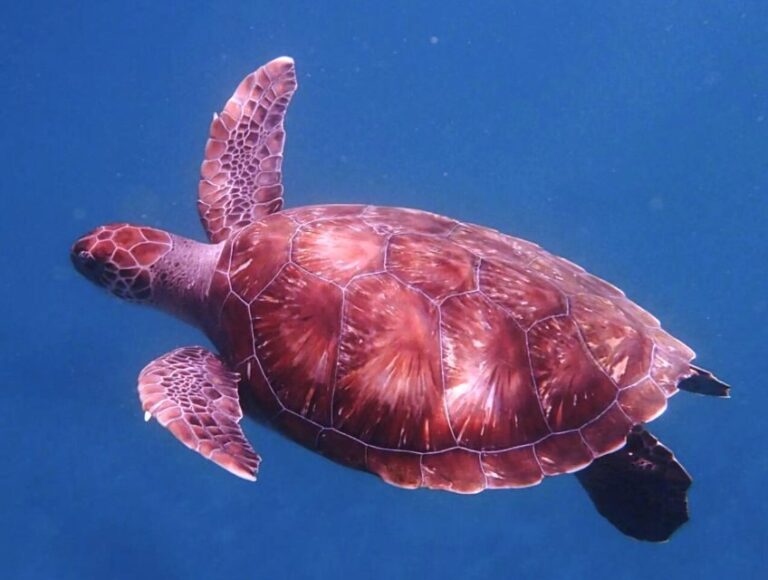 From Mindelo: São Vicente's Enchanting Sea Turtle Snorkeling - Authenticity and Environmental Impact