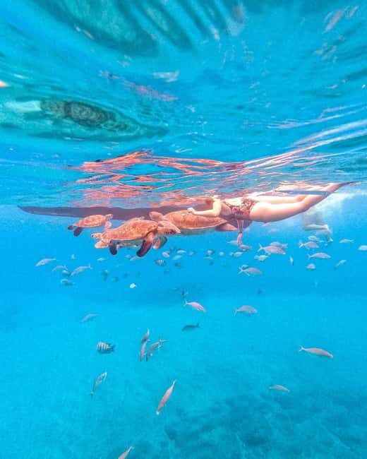 From Mindelo: Snorkel and Swim with Sea Turtles - The Practical Side: Logistics and Equipment