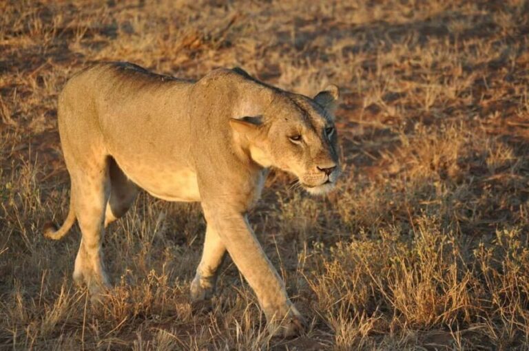 From Mombasa: 5-Day Safari to Tsavo East $ Saltlick Lodge - Who Will Love This Safari?