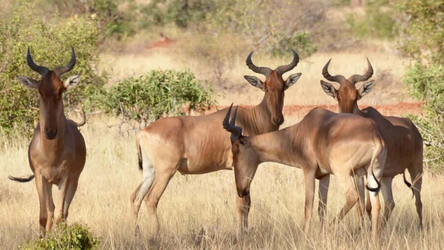 From Mombasa/Diani/Mtwapa: Tsavo East National Park Day Tour - Key Points