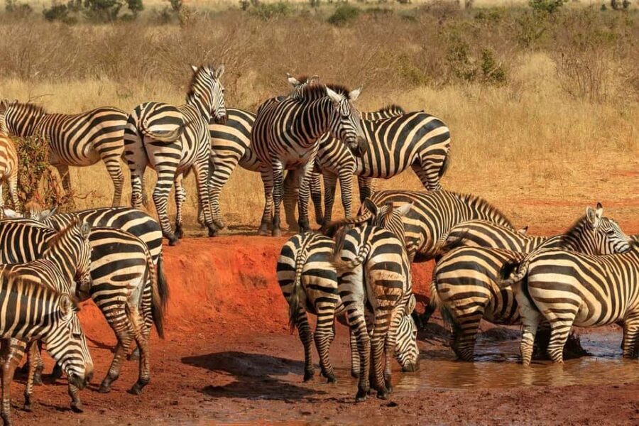 From Mombasa or Diani: Tsavo East National Park Day Trip - What Makes This Tour Stand Out