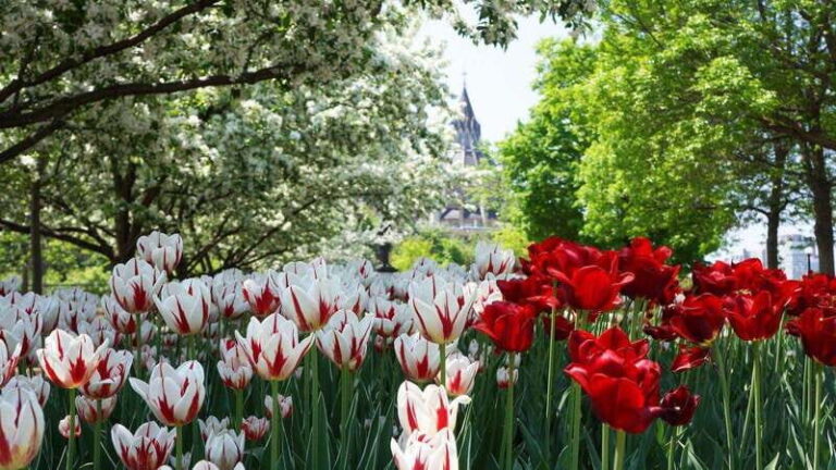 From Montreal: Private Ottawa Full Day Tour - A Detailed Look at the Experience