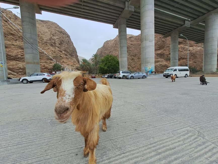 From Muscat: Guided Overnight Desert Camp Tour - The Journey Begins: Exploring Wadi Shab and Sur