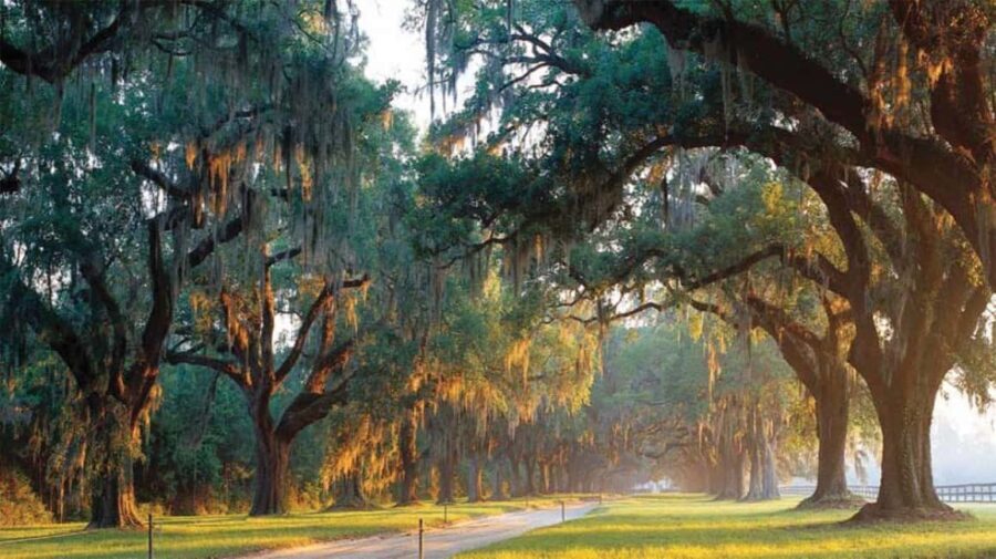 From Myrtle Beach: Charleston Day Trip, Boone Hall & Cruise - Visiting Boone Hall Plantation