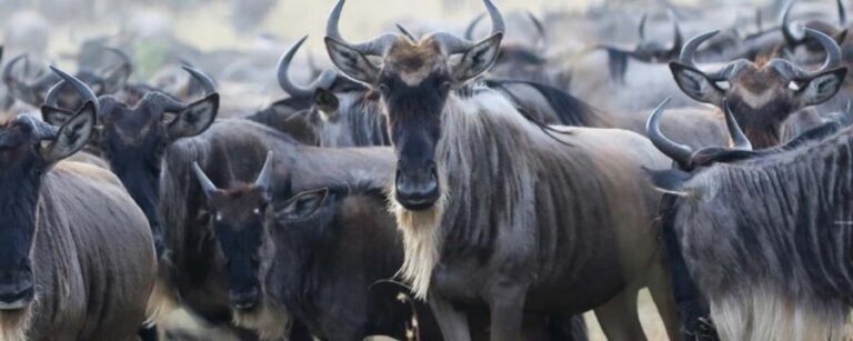 From Nairobi: 10-Day Kenya and Tanzania Classic Safari - In-Depth Look at the Itinerary