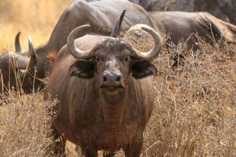 From Nairobi: 2-Day Amboseli National Park Safari - What’s Included and What’s Not