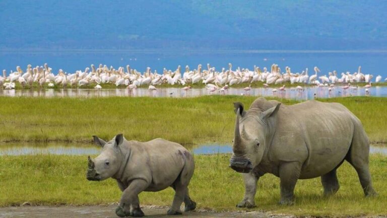 From Nairobi: 2-Day Lake Nakuru and Naivasha Private Safari - The Practicalities: What’s Included and What to Budget For