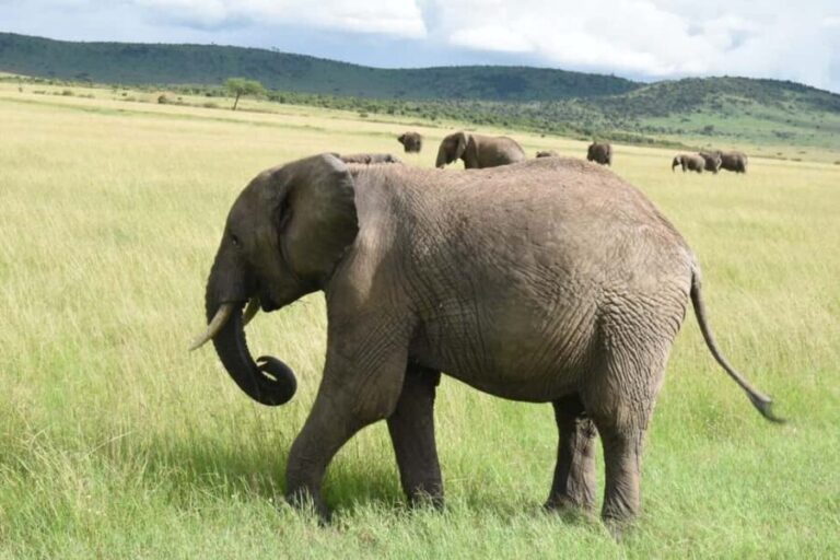 From Nairobi : 2-Days 1-Night Masai Mara Private 4WD Safari - Practical Tips for Your Safari