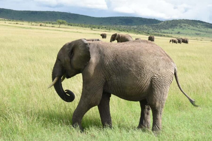 From Nairobi : 2-Days 1-Night Masai Mara Private 4WD Safari - Practical Tips for Your Safari