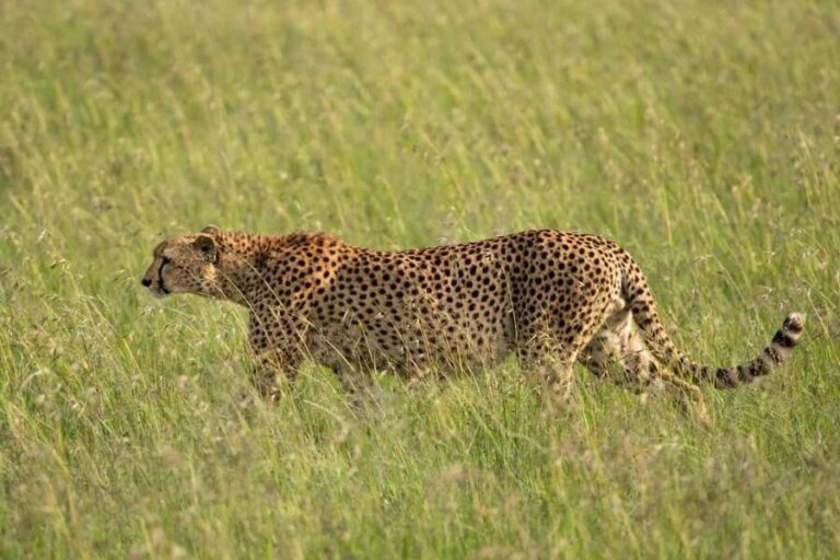 From Nairobi: 3-Day/2-Night Maasai Mara Group Safari - The Practical Details