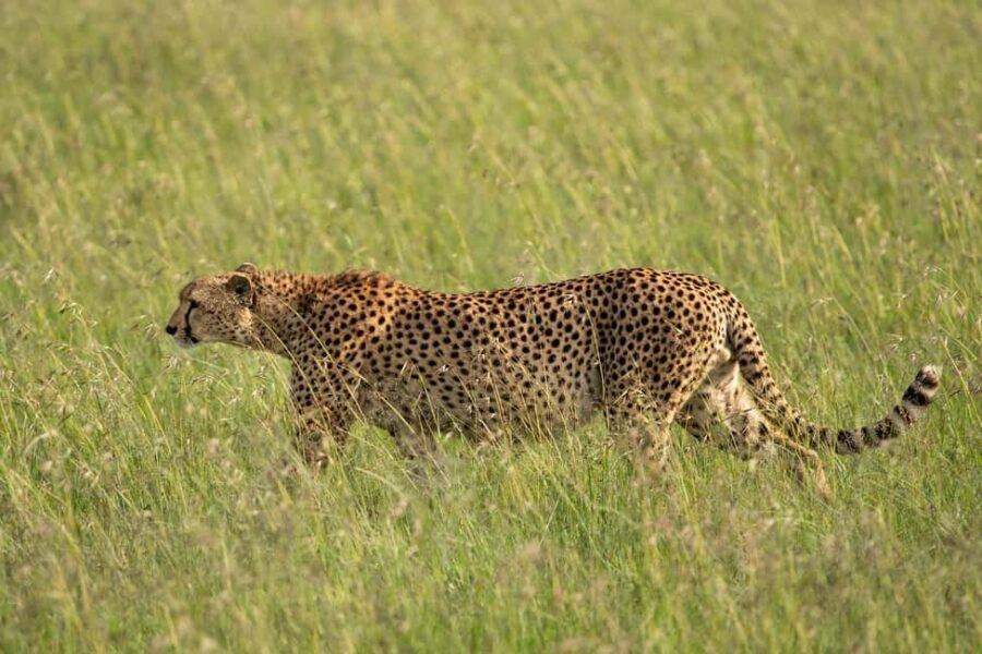 From Nairobi: 3-Day/2-Night Maasai Mara Group Safari - The Practical Details