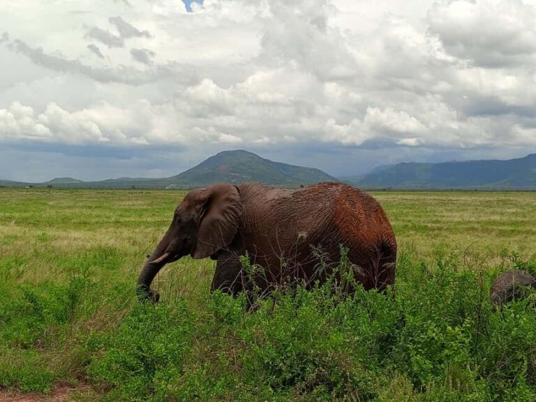 From Nairobi: 3 Days 2Nights Tsavo West Saltlick Taita Hills - Whats Included & Whats Not