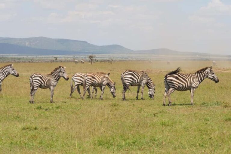 From Nairobi: 3 - Days Maasai Mara Group Safari by 4WD - First Game Drive: Watching Lions and Cheetahs at Sunset