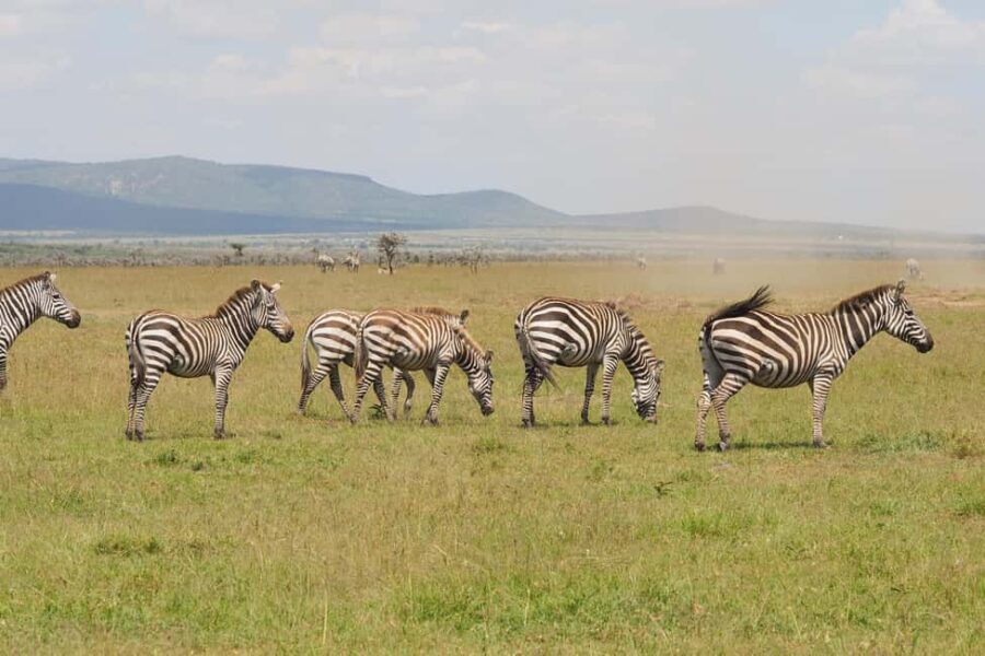 From Nairobi: 3 - Days Maasai Mara Group Safari by 4WD - First Game Drive: Watching Lions and Cheetahs at Sunset