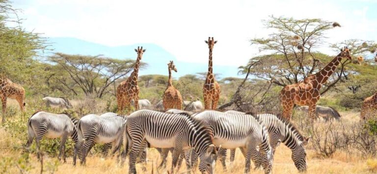 From Nairobi: 5-Day Samburu and Meru National Parks Safari - FAQs