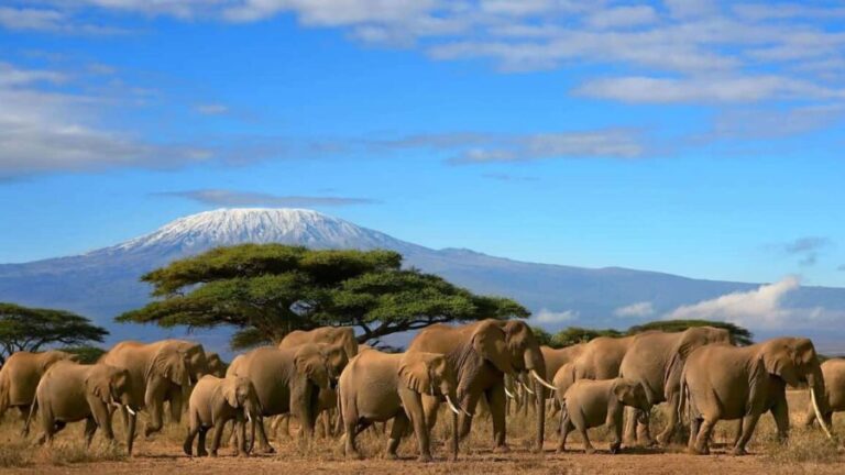 From Nairobi: 8-Day Annual Wildebeest Migration Safari - The Itinerary Breakdown: What Each Day Brings