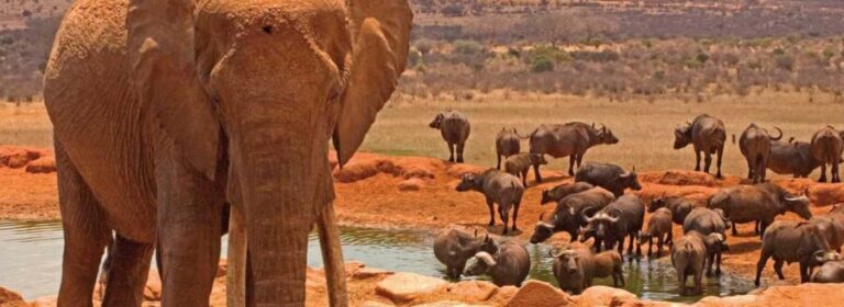 From Nairobi: Amboseli National Park & Masai Village Tour - Whats Included & Whats Not
