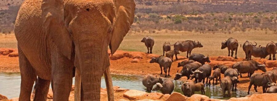 From Nairobi: Amboseli National Park & Masai Village Tour - Whats Included & Whats Not
