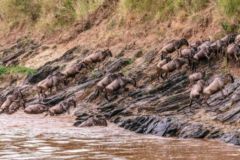 From Nairobi: Day Tour to Maasai Mara - Transport and Comfort: Practical Details