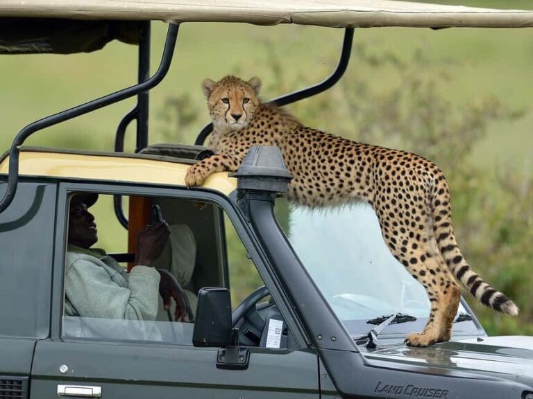 From Nairobi: Masai Mara 3-day Camping Safari by Jeep - Who Is This Tour Best For?