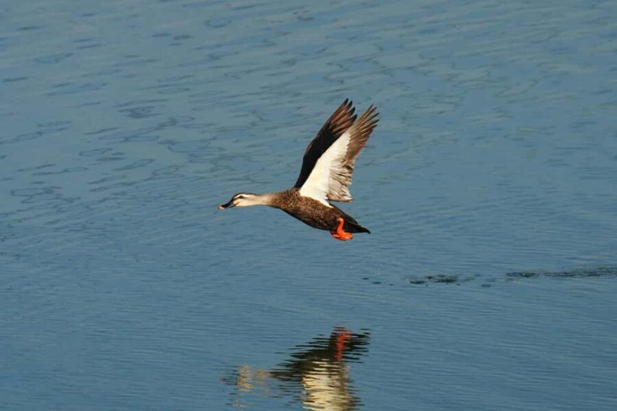 From Nairobi: Naivasha Day Trip with Hell's Gate National - Authenticity and Experience
