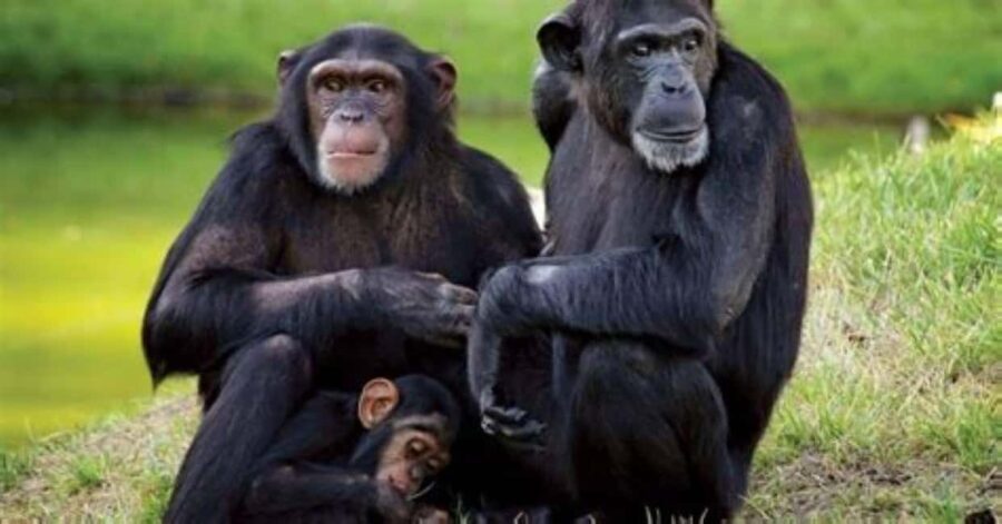 From Nairobi: Ol Pejeta Conservancy Day Trip with Game Drive - Exploring Ol Pejeta: Wildlife and Conservation
