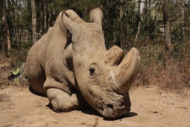 From Nairobi: Ol Pejeta Conservancy Day Trip with Game Drive - What Makes This Tour Special?