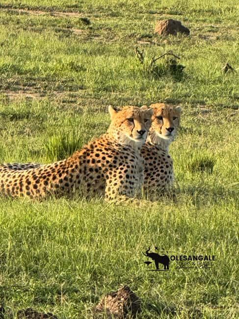From Nairobi to Masai Mara Reserve & Village visit Day trip - Arriving at the Masai Mara: The Game Drive