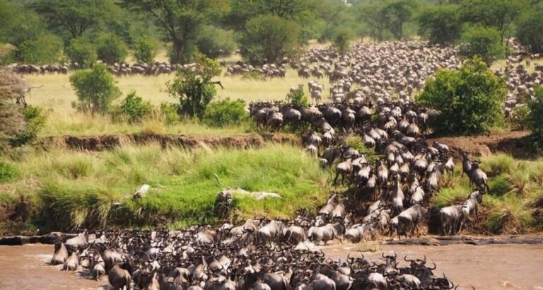 From Nairobi:3-Days 2-Nights Maasai Mara Group Safari in 4WD - What Makes This Tour Stand Out