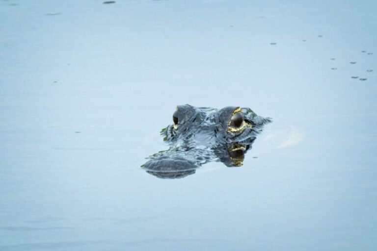From Naples: 10,000 Islands Boat Trip & Everglades Walk! - FAQ