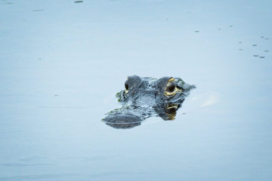 From Naples: 10,000 Islands Boat Trip & Everglades Walk! - FAQ