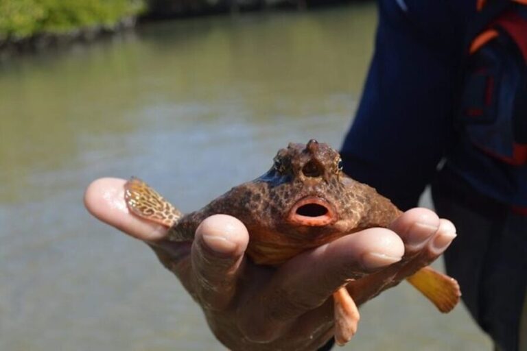 From Naples, FL: Marco Island Mangroves Kayak or Paddle Tour - What Makes This Tour Stand Out