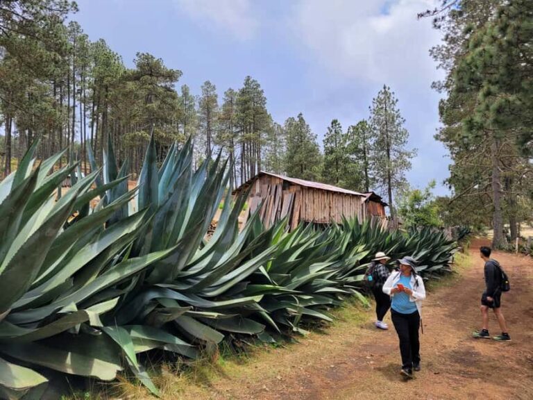 From Oaxaca: Sierra Norte Hike & Indigenous Village Full-Day - A Closer Look at the Tour Itself
