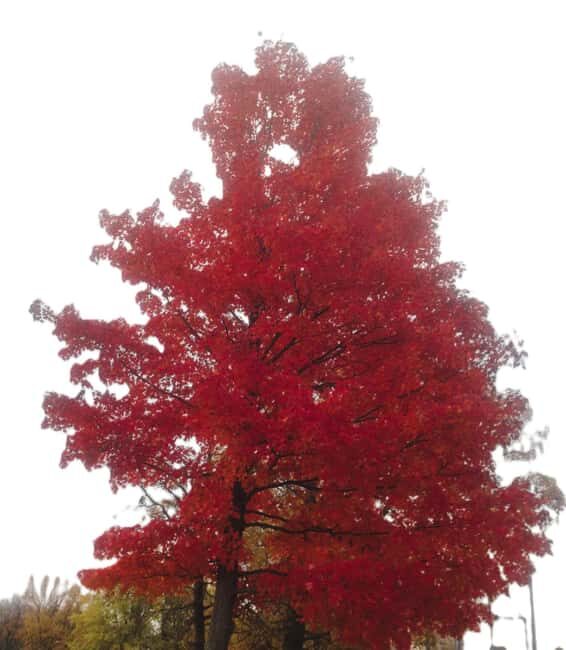 From Ottawa: Gatineau Park Fall Colors Guided Trip - What to Expect and Practical Details