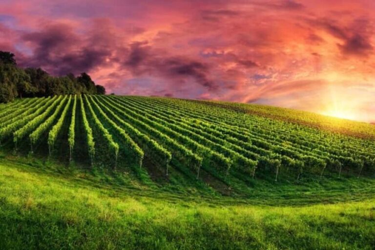 From Phoenix: Vortex to Vineyard Private Tour - What Sets This Tour Apart?