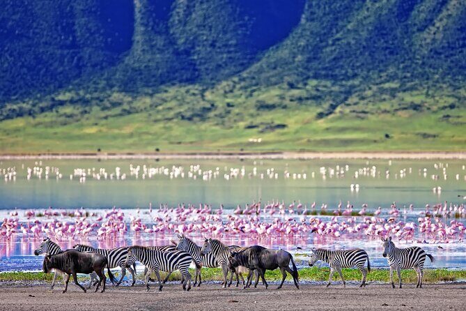 From Plains to Crater: 3-Day Midrange Safari in Northern Tanzania - The Logistics and Experience