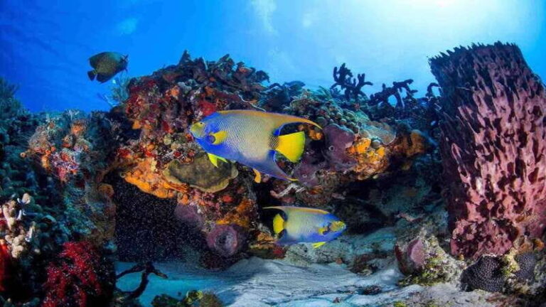 From Playa del Carmen: Cozumel Diving Adventure - The Dive Experience and Underwater Highlights