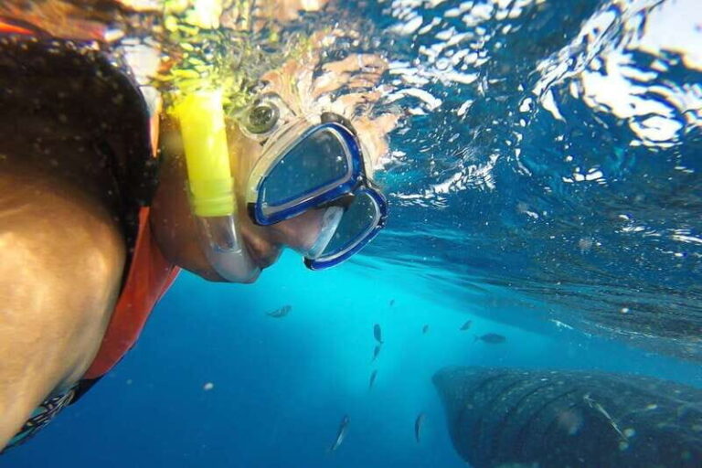 From Playa del Carmen: Whale Shark Tour - The Itinerary: What to Expect