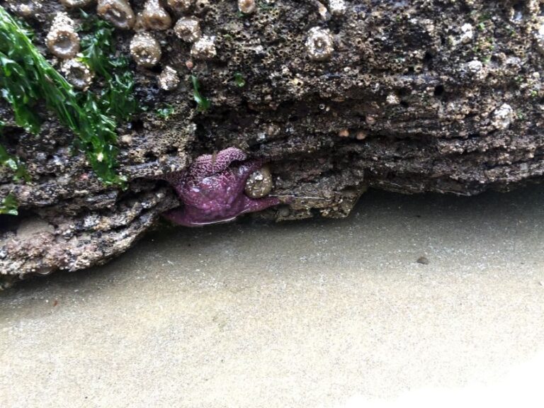 From Portland: Oregon Coast Day Trip Cannon Beach Area - What to Expect on the Day Trip