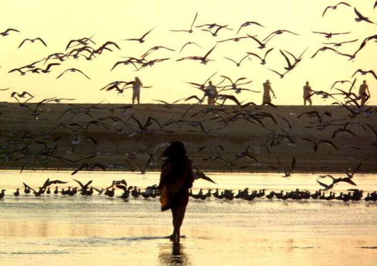 From Puerto Escondido: Birdwatching on a Boat - The Value of This Tour
