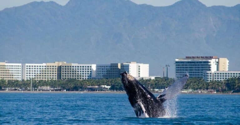 From Puerto Vallarta/Nuevo Vallarta: Whale Watching Cruise - Why This Tour Works for Travelers