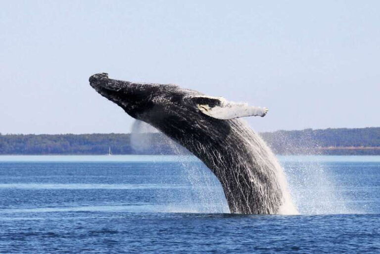 From Quebec City: Whale Watching Excursion Full-Day Trip - Who Will Love This Tour?