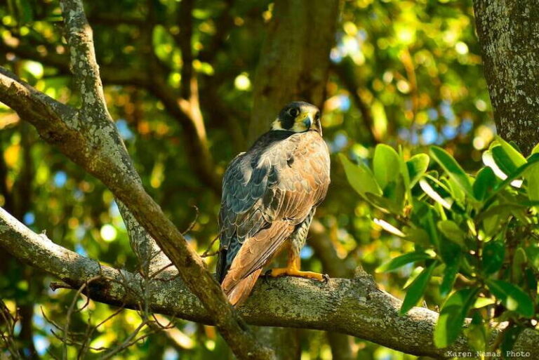 From Riviera Maya : Sian Ka'an Muyil Birdwatching with Guide - What’s Included and What’s Not