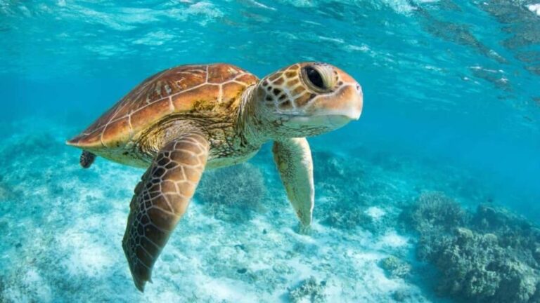 From Riviera Maya: Tulum, Cenote, & Akumal Turtle Swim Trip - Authenticity & Real Experiences