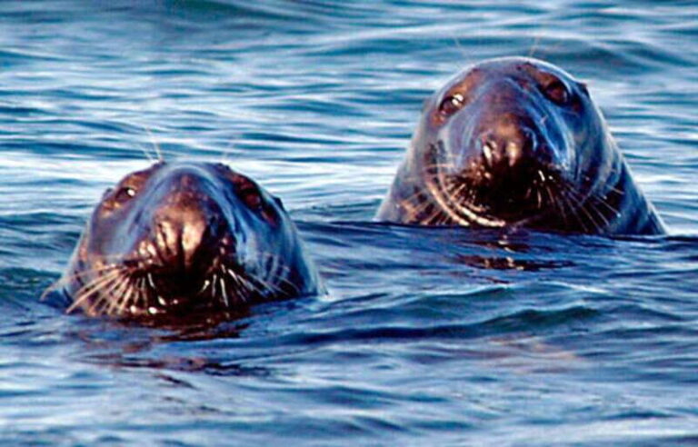 From Saint John: Saint Andrews Whale Watching Tour - In-Depth Look at the Itinerary