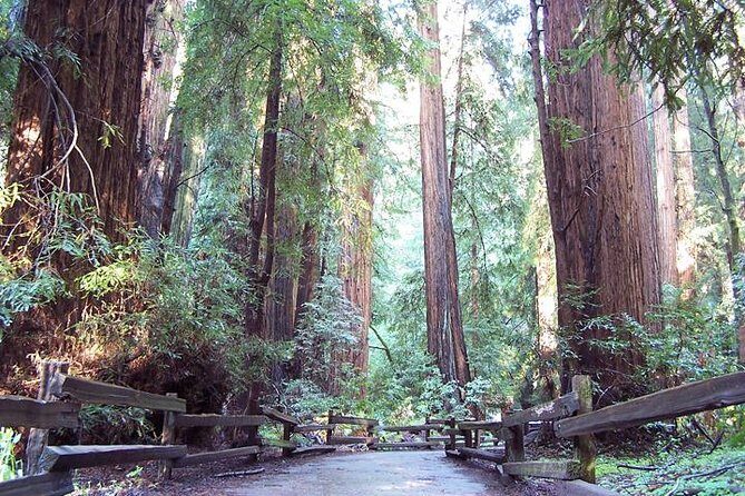 From San Francisco: Guided Tour to Muir Woods Coastal Redwoods - Authentic Experiences and Traveler Insights