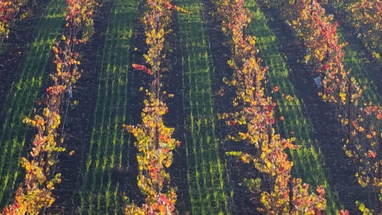 From San Francisco: Napa and Sonoma Private Wine Tour - Questions & Answers