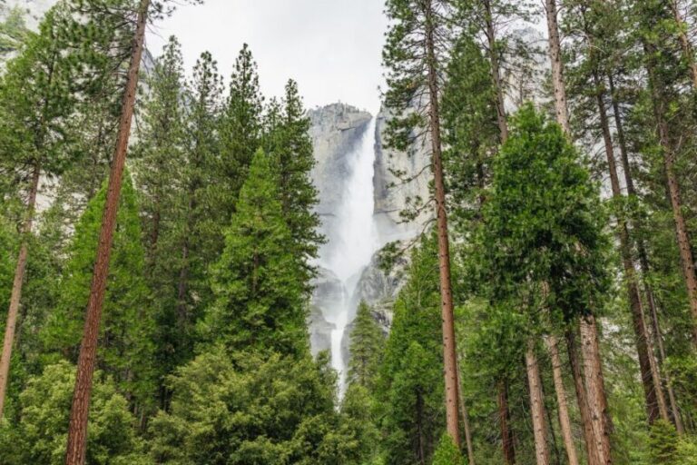 From San Francisco: Yosemite National Park Guided Day Trip - What Travelers Say: Experiences & Tips