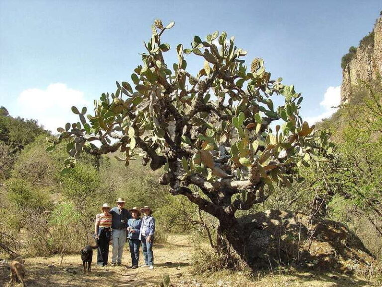 From San Miguel de Allende: Hiking in the Canyon with Lunch - Practical Details for Planning Your Adventure