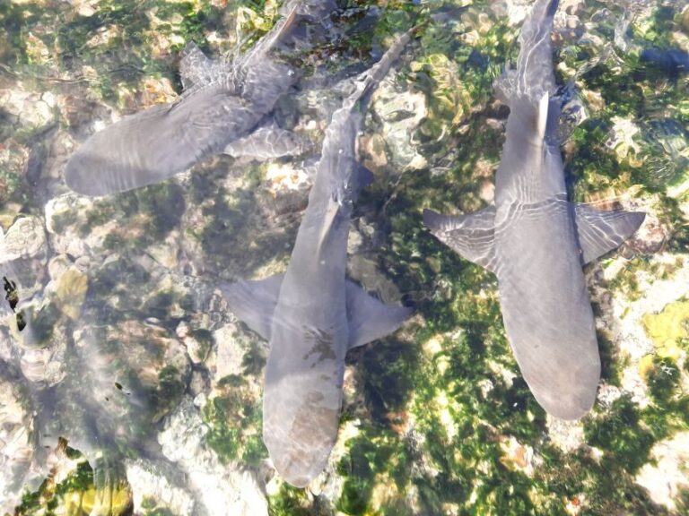 From Santa Maria: Natural Pools & Shark Bay Private Day Trip - Who Will Love This Tour?